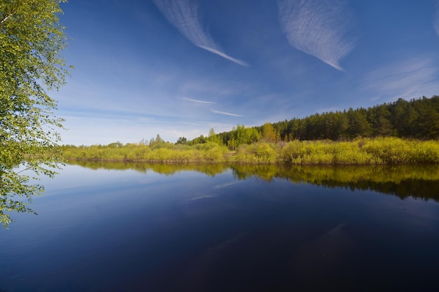 O rio flui na primavera entre as madeiras