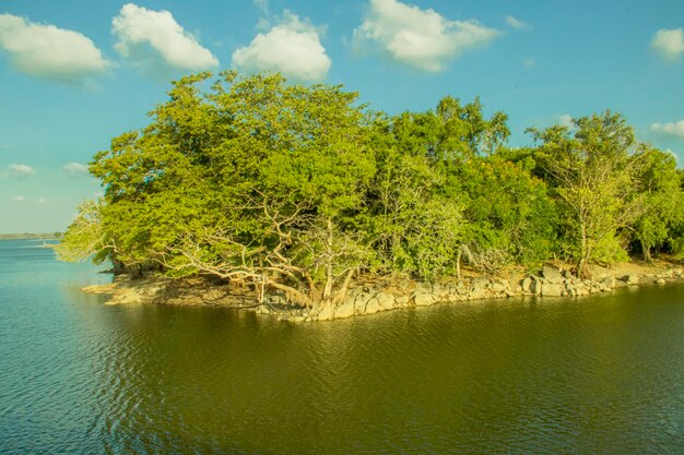 O rio no parque nacional Sri Lanka Sul da Ásia