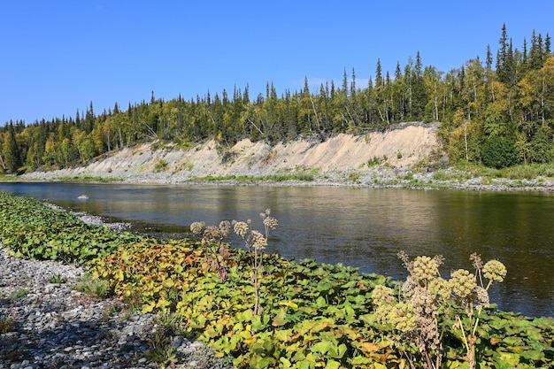 O rio taiga dos Urais Polares