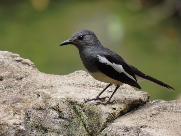 Foto o robin-do-oriente