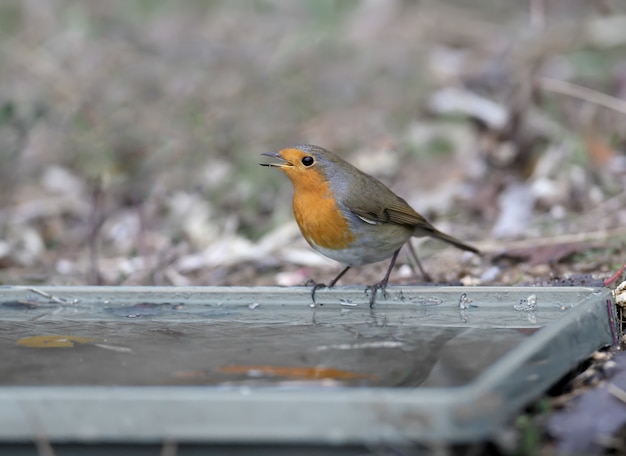 O robin europeu ao lado da água