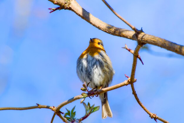 O robin europeu está empoleirado em um galho de árvore em close-up