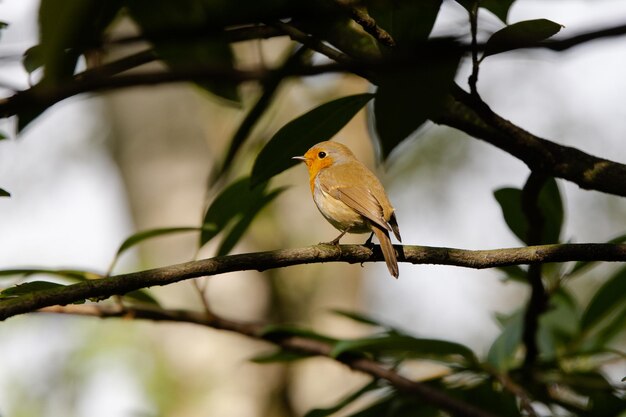 Foto o robin vermelho em pé.