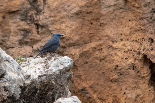 O roqueiro solitário é uma espécie de ave passeriforme da família muscicapidae
