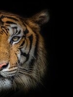 Foto o rosto de um tigre macho em preto.