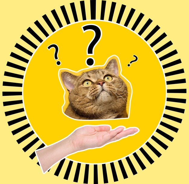 Foto o rosto do gato olha para sinais de interrogação em um fundo amarelo.