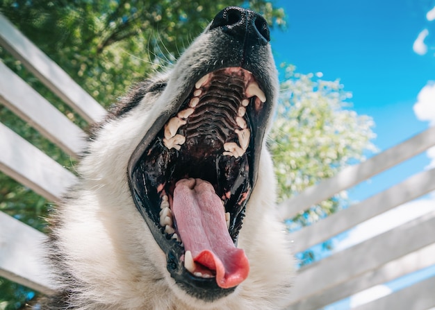 O rouco boceja. Dentes de cachorro fecham a boca do cachorro