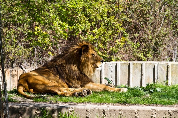 Foto o rugido da natureza imagens cativantes do majestoso leão panthera leo