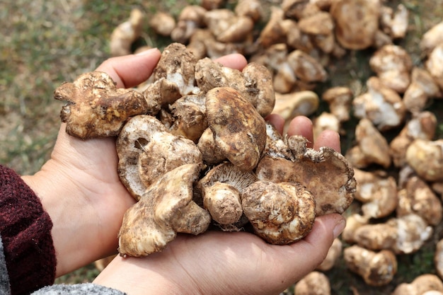 O sabor dos cogumelos matsutake de outonoxAxAxAxA