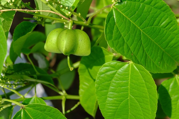 O sacha inchi no jardim de Chainat, na Tailândia.