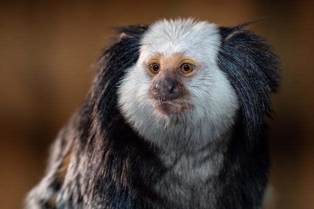 O sagui de cabeça branca Callithrix geoffroyi