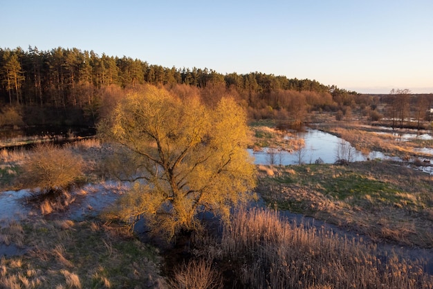 O salgueiro floresce na paisagem da noite de primavera do rio inundado perto da floresta de pinheiros