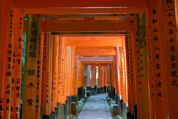 Foto o santuário dos mil portões torii santuário fushimi inari é famoso por seus milhares de vermes