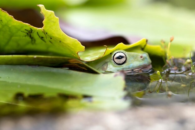 Foto o sapo-árvore verde australiano ou sapo-àrvore dumpy com fundo natural e colorido