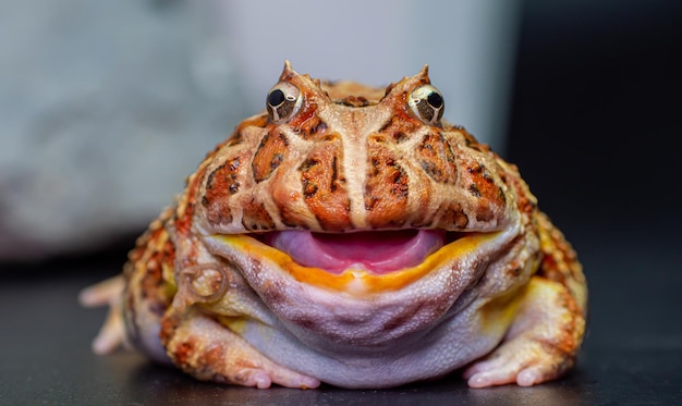 O sapo com chifres argentino amarelo com listras marrons O sapo ficou parado na superfície ou fundo preto