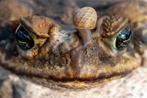 Foto o sapo-cururu o sapo gigante neotropical