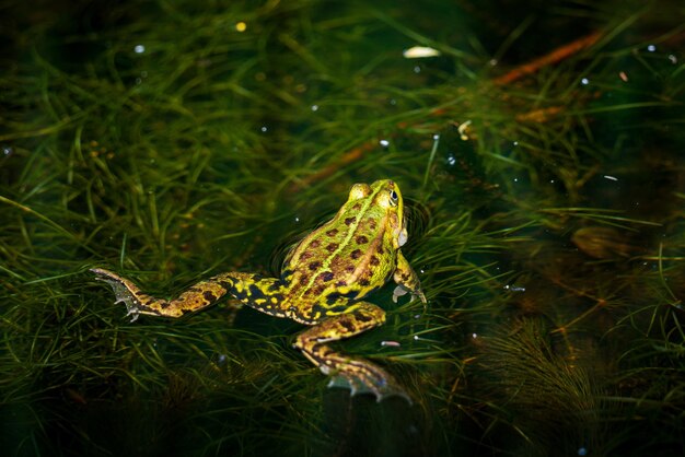 Foto o sapo da lagoa a chamar na água