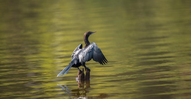 O shag indiano descansando em um poste no lago abre as asas secando-as após o mergulho