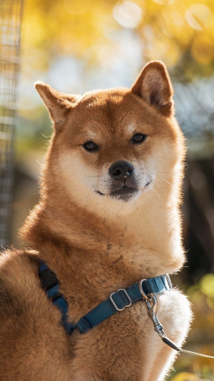 Foto o shiba inu é muito bonito.