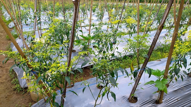 Foto o sistema horticultural de cultivo de pimentão verde usa cobertura plástica na indonésia