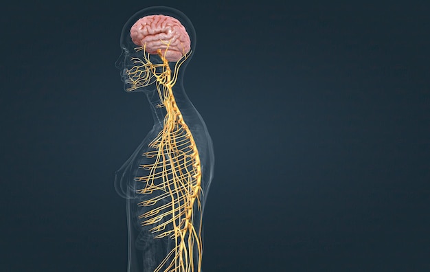 O sistema nervoso inclui a medula espinhal cerebral e uma complexa rede de nervos