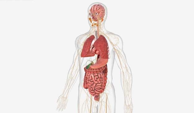 O Sistema Nervoso Parassimpático 3D