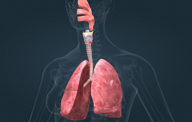 O sistema respiratório é a rede de órgãos e tecidos que ajudam a respirar