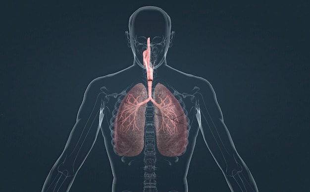 O sistema respiratório é a rede de órgãos e tecidos que ajudam a respirar