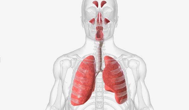 O sistema respiratório é um conjunto de órgãos que permitem ao ser humano