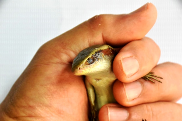 Foto o skink castanho ferido em uma mão gentil em um fundo branco