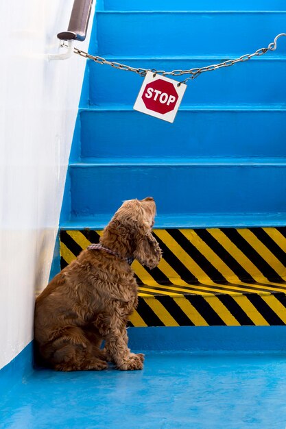 O socker spaniel senta-se no fundo da placa e olha para ele no navio perto das escadasxdxa