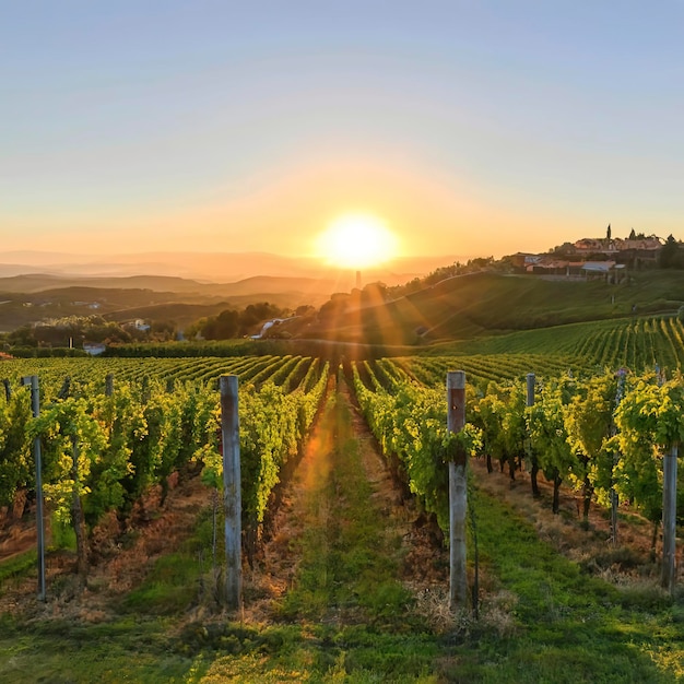 O sol beijou os vinhedos na tranquila zona rural italiana