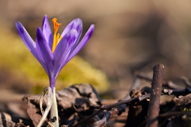 O sol brilha na flor selvagem roxa e amarela da íris (Crocus heuffelianus discolor) que cresce na grama seca da primavera