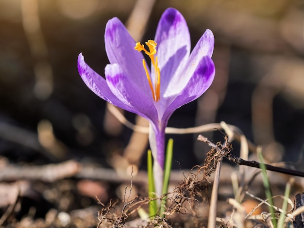 O sol brilha na flor selvagem roxa e amarela da íris (Crocus heuffelianus discolor) que cresce na grama seca da primavera