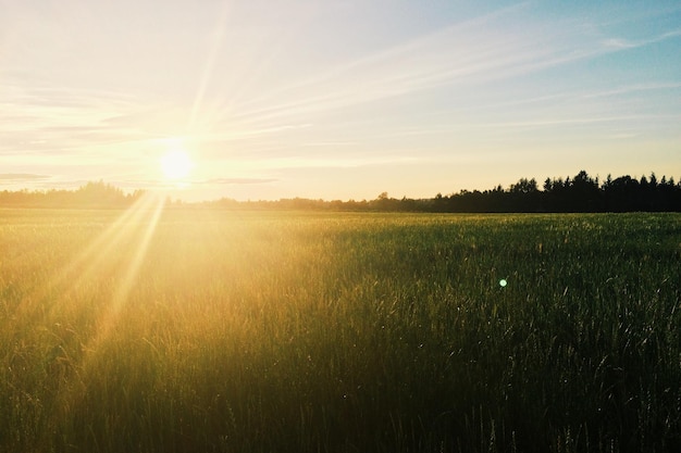 Foto o sol brilha sobre o campo de trigo