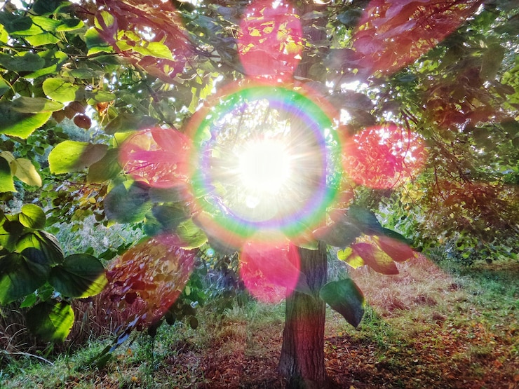 Foto o sol brilhando através da árvore no parque