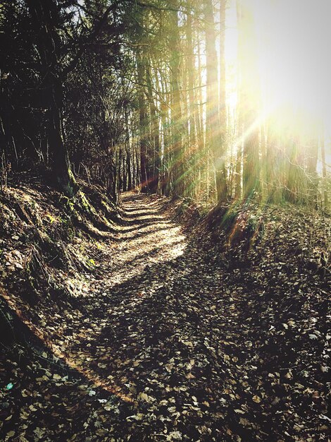 Foto o sol brilhando através das árvores na floresta