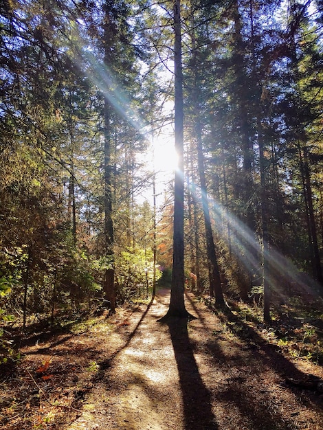 Foto o sol brilhando através das árvores na floresta