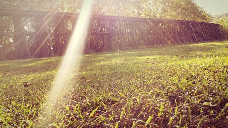 Foto o sol brilhando através das árvores no campo gramado