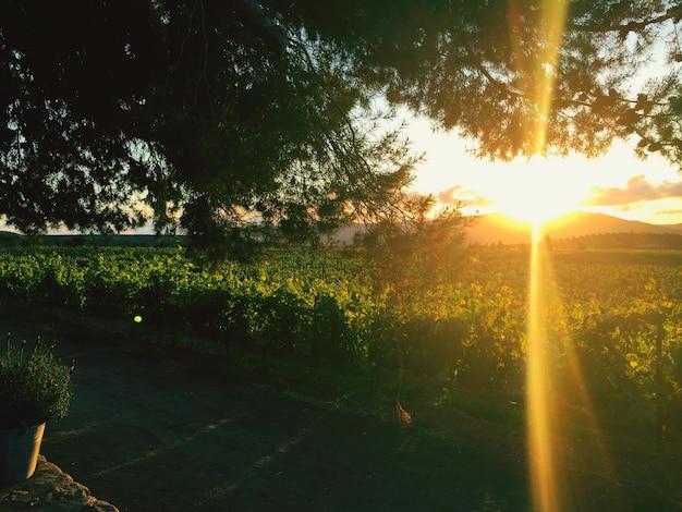 O sol brilhando através das árvores no campo