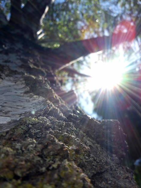 Foto o sol brilhando através das árvores