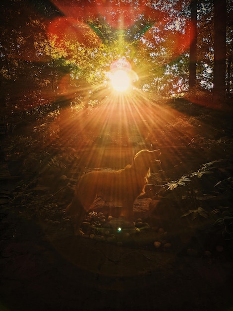 Foto o sol brilhando através das árvores