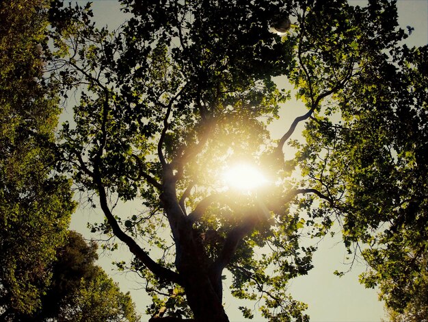 Foto o sol brilhando através das árvores