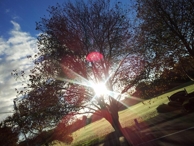 Foto o sol brilhando através das árvores