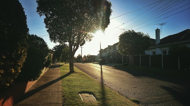 Foto o sol brilhando através das árvores