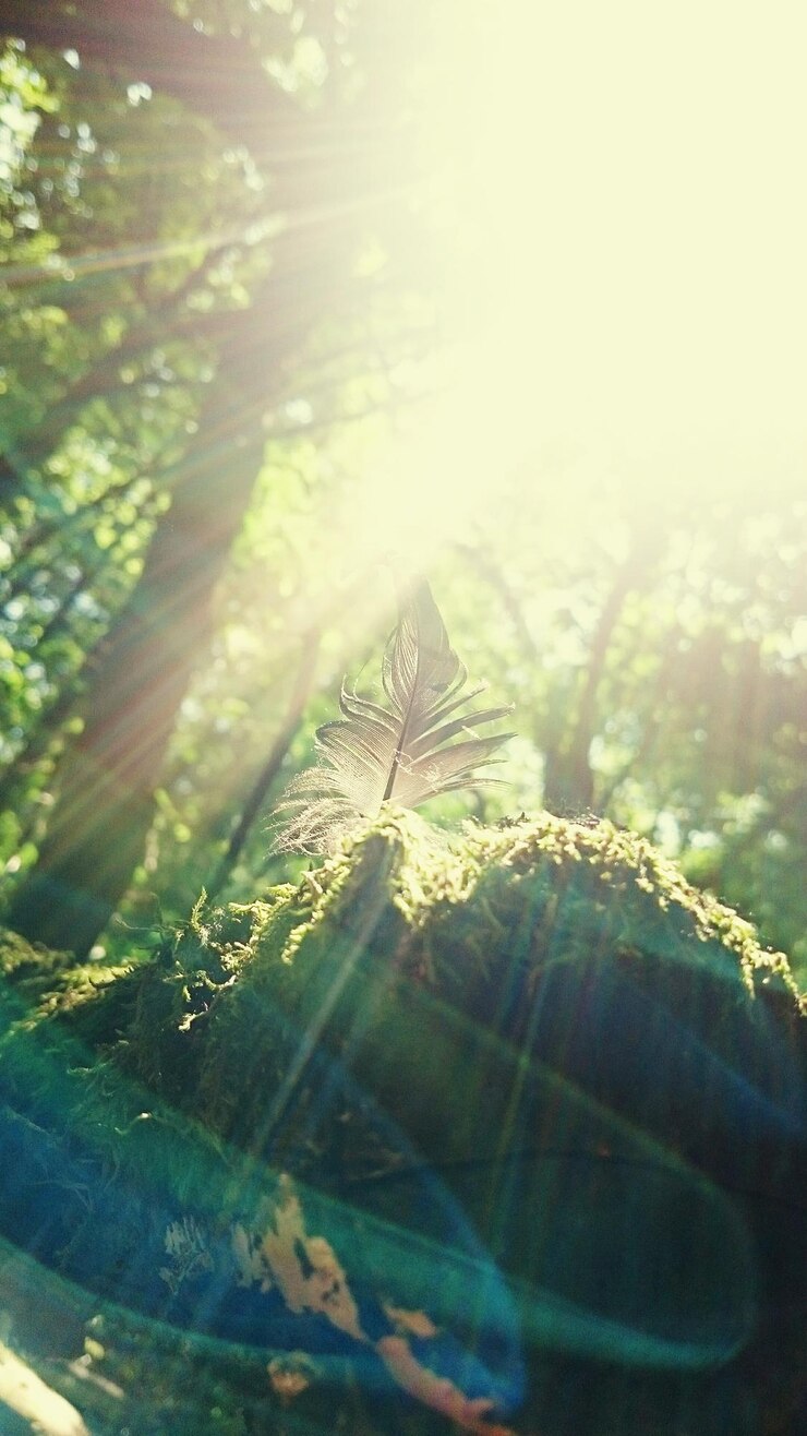 Foto o sol brilhando através das árvores