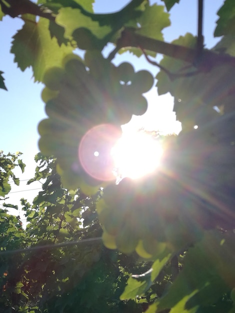 Foto o sol brilhando através das árvores