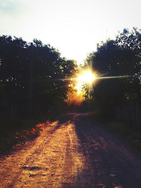 Foto o sol brilhando através das árvores