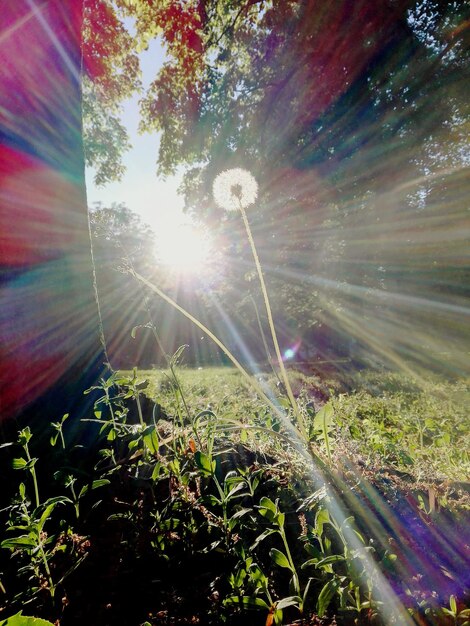 Foto o sol brilhando através das árvores