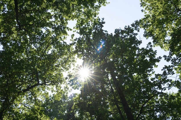 O sol brilhando através de um majestoso carvalho verde em um prado com céu azul claro ao fundo